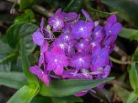 Magentafarben blühende Hortensie - Pico